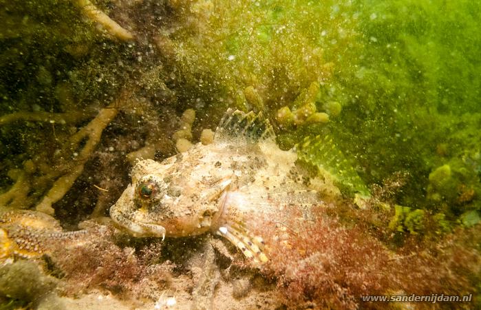 Groene zeedonderpad, Zeelandbrug, 18-4-2014
